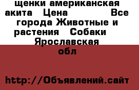 щенки американская акита › Цена ­ 30 000 - Все города Животные и растения » Собаки   . Ярославская обл.